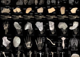 Human bones wall chart