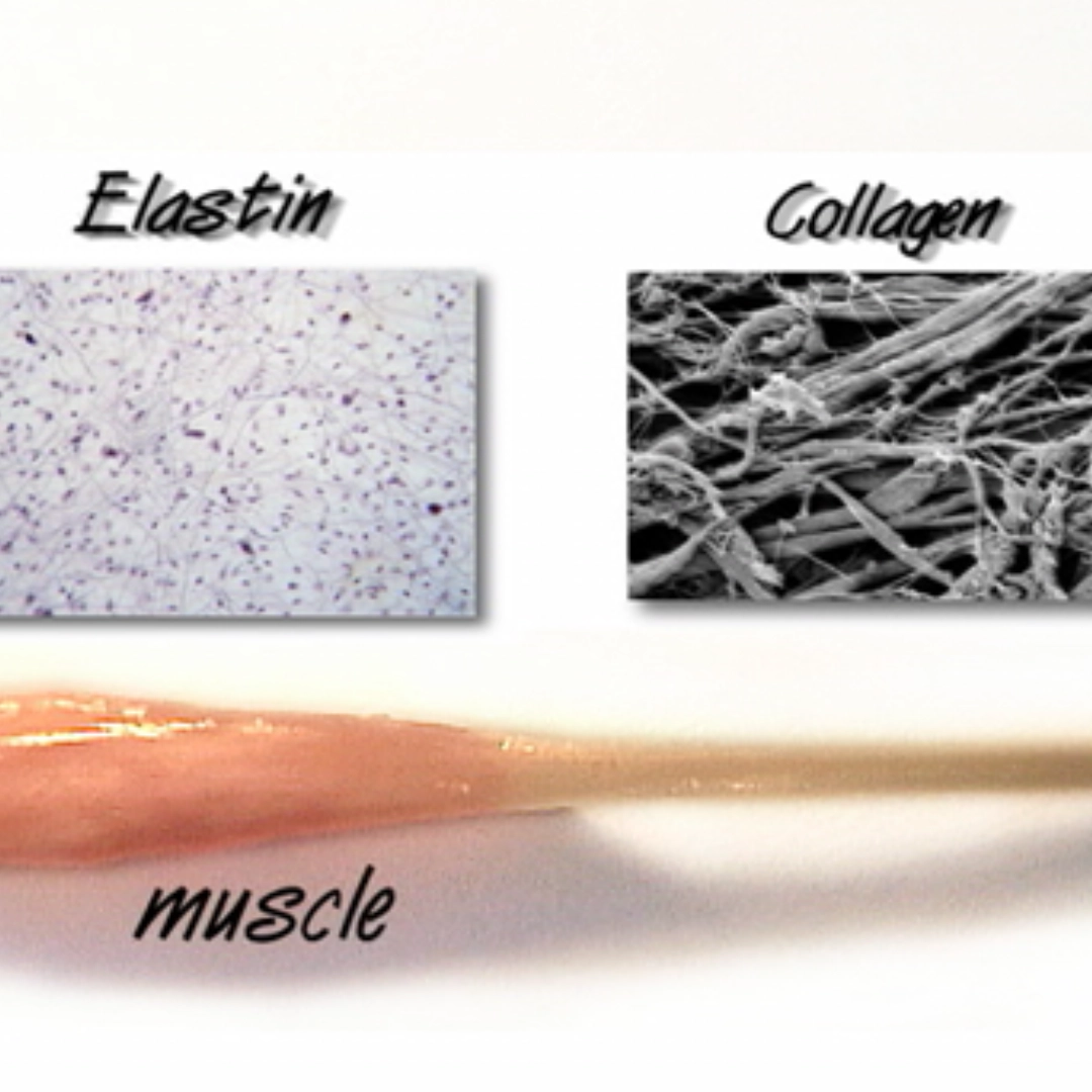Elastin, Collagen and muscle comparison.