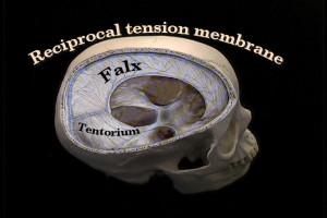 The reciprocal tension membrane