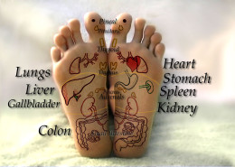 Reflexology foot chart