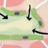 lymph