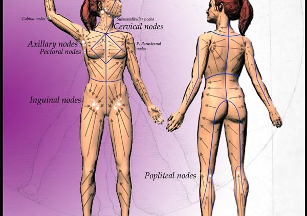 Lymphatic drainage wall chart