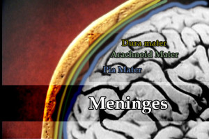 Meninges