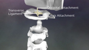 Alar ligament location