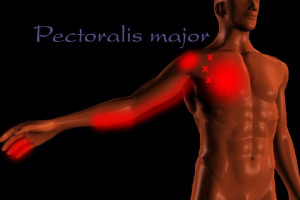 Pectoralis minor referral pattern