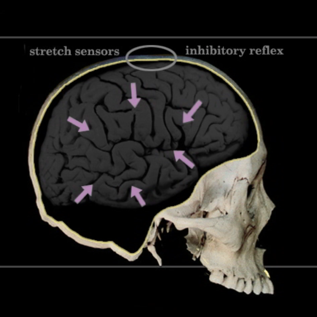 Cranial stretch sensors and inhibitory reflexes