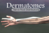 dermatomes in the arm