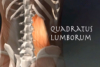 Quadratus lumborum muscle