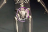 sacrum
