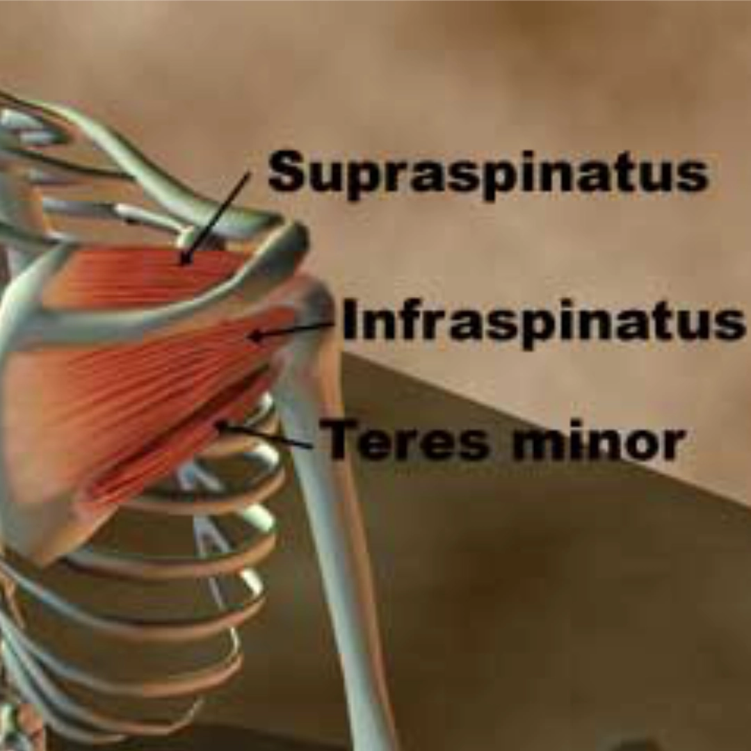 Real Bodywork Easy anatomy online - Real Bodywork