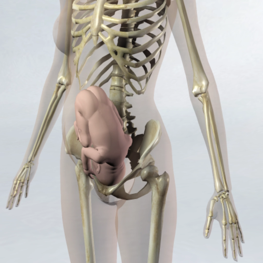 Baby position in the uterus