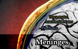 cross section of the cranium showing the meninges