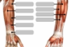 Muscles of the arm anatomy quiz icon