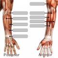 Muscles of the arm anatomy quiz icon