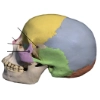 Side view of the cranium for the label matching anatomy quiz