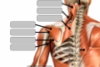 Muscles of the Posterior shoulder with labels for anatomy quiz