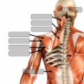 Muscles of the Posterior shoulder with labels for anatomy quiz