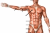 Anterior superficial muscles icon