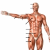 Anterior superficial muscles icon