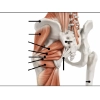 Review and test your knowledge of the posterior hip muscles with this interactive anatomy quiz designed for massage therapists and bodyworkers. Identify key structures including the gluteal muscles, deep external rotators, and important bony landmarks while strengthening your understanding of functional hip anatomy. This quiz helps improve visual recognition and clinical confidence when working with the posterior hip region.