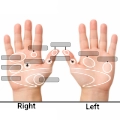 Hand Reflexology reflexes for label anatomy reflexology quiz.