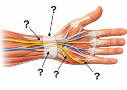 wrist nerves
