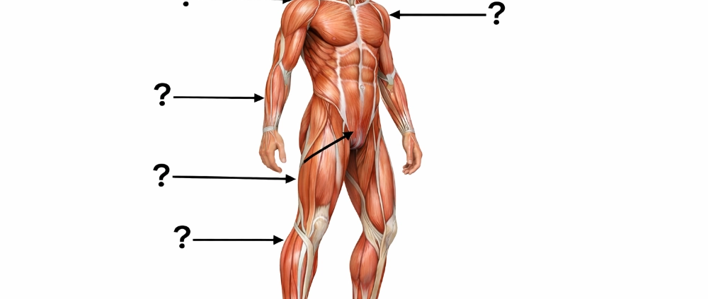 anatomy body man with question marks