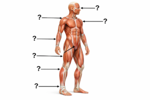 anatomy body man with question marks