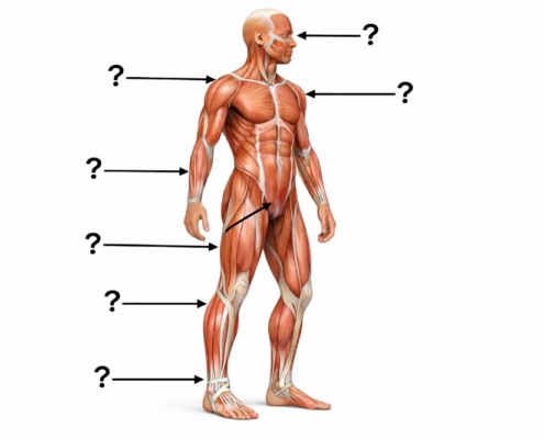 anatomy body man with question marks