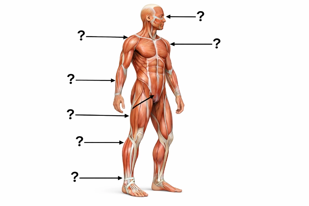 Real Bodywork Myofascial Release Knowledge Quiz - Real Bodywork