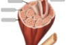 fascial anatomy detail icon