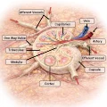 Cross-section of a human lymph node with afferent and efferent lymphatic vessels and internal cortex and medulla structure.