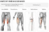 Knee Anatomy Matching Game